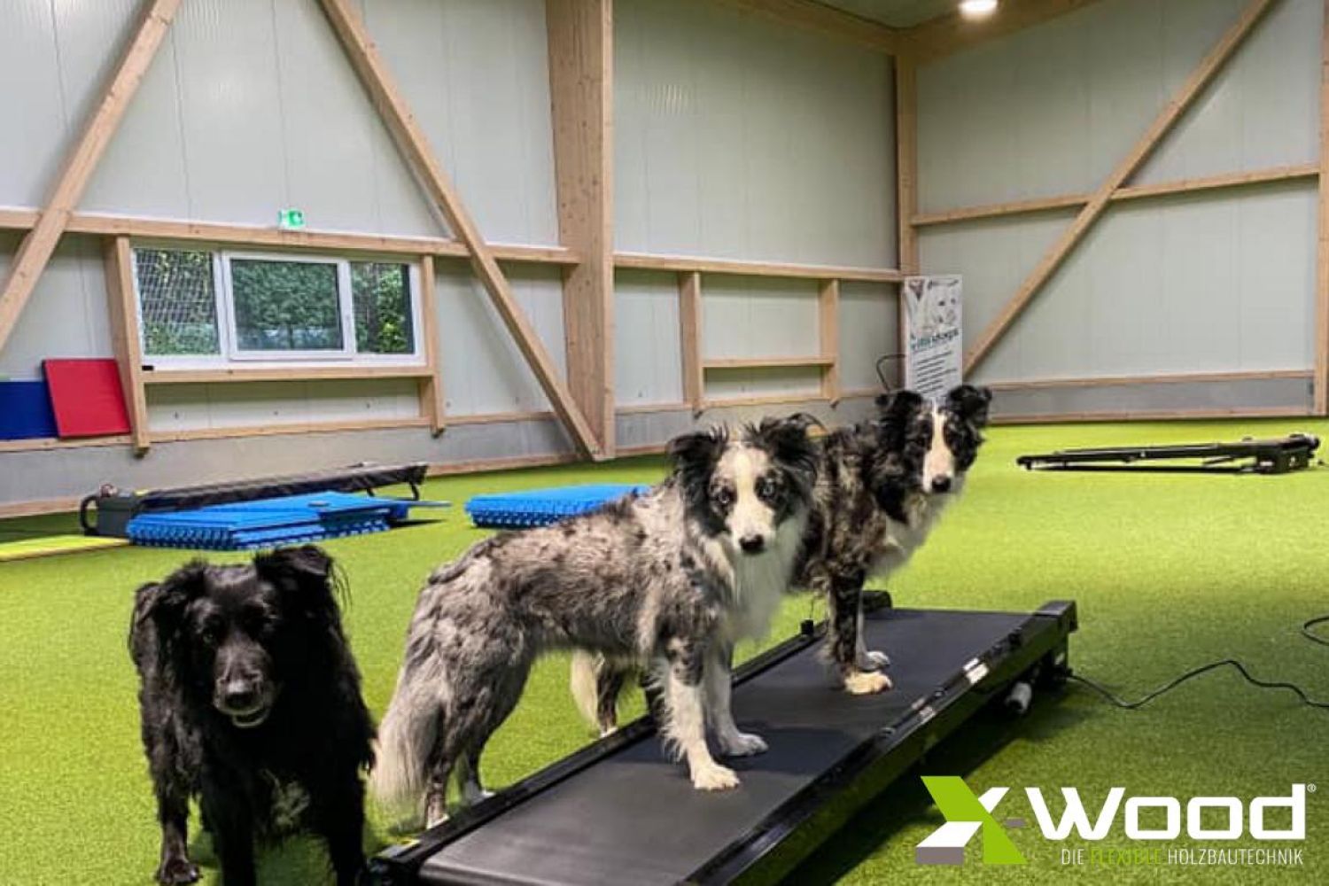 Vitaldogs - TierPraxis und Tierphysiotherapie - Neue Holzhalle 