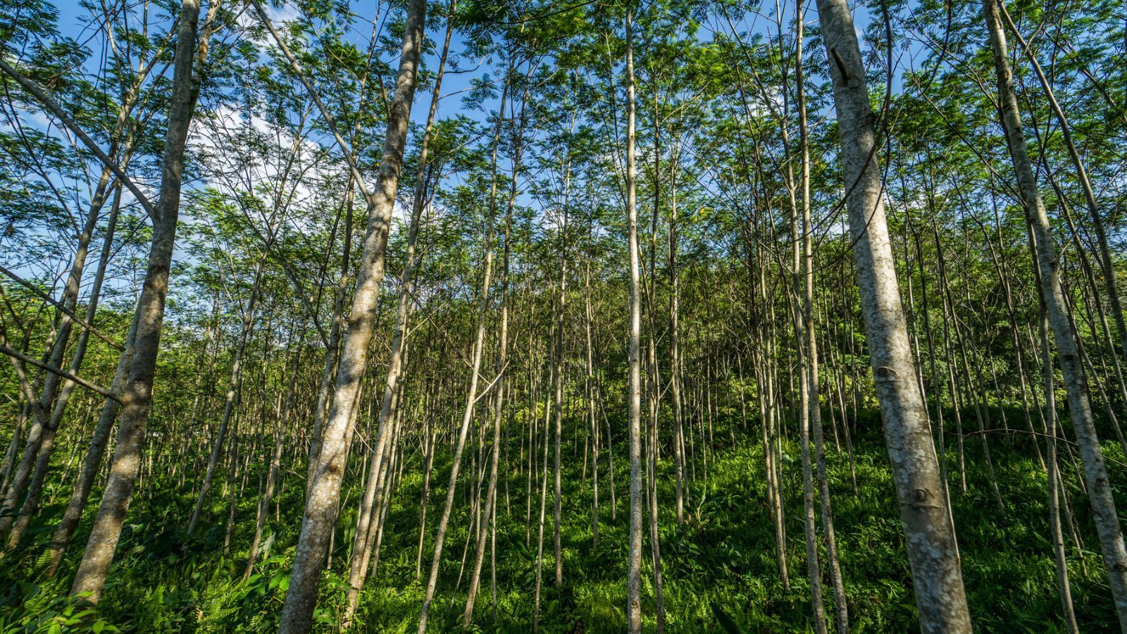 Junge Paulownia-Bäume in einem tropischen Wiederaufforstungsprojekt von Fairventures Worldwide