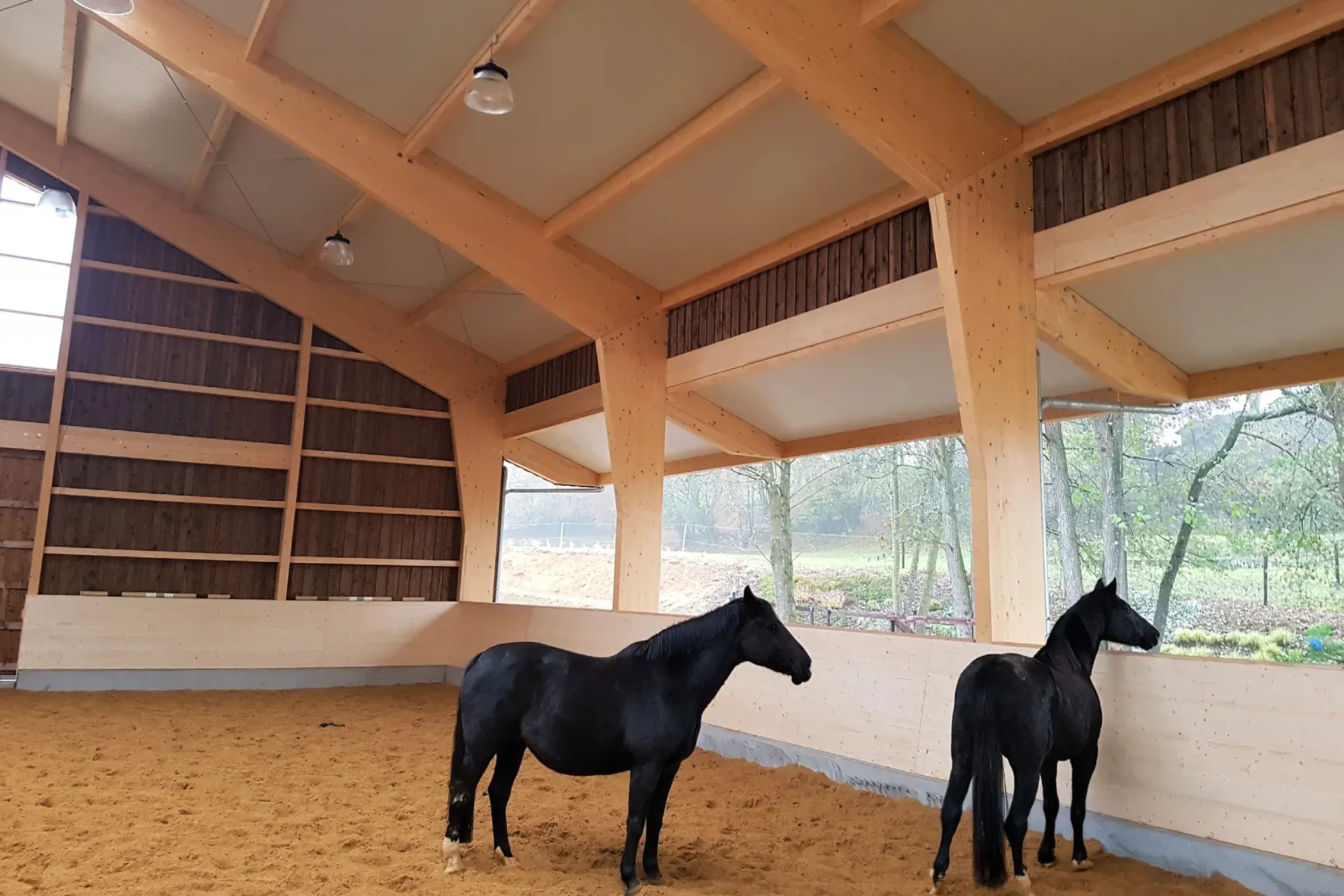 Two black horses in the open riding arena in Saint-Léger, under an exposed timber structure on a sand floor.
