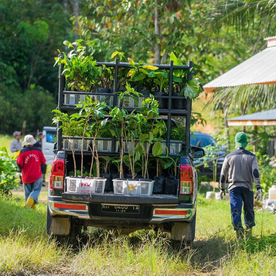 Fairventures, Bäume in Indonesien verteilen